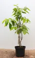 Pflanzen für Dich Gehölze Calycanthus floridus, 1 St., Gewürzstrauch, Carolina-Gewürzstrauch, Echter Gewürzstrauch