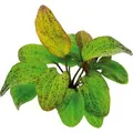 Dennerle Plants Aquariumpflanze Echinodorus Ozelot XML Pflanze