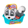 Little Live Pets My Really Real Puppy Minis – Aurora der Husky, interaktiver Puppy mit 20+ Geräuschen und Reaktionen, inklusive Korb zum Präsentieren, niedliches Geschenk für Kinder (11 cm groß)