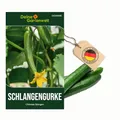 Freilandsalatgurke Chinese Slangen Samen - Cucumis sativus - Gurkesamen - Gemüsesamen - Saatgut für 10 Pflanzen