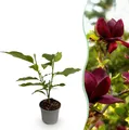 GreenboutiQ - Gartenpflanze - Magnolia Genie - Blüte Lila - 1 Pflanze - Laubabwerfend - Wenig Pflege - Topf 12cm Höhe 30cm