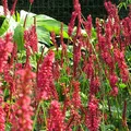 6 x Kerzenknöterich 'Speciosa' - Persicaria Amplexicaulis 'Speciosa' Topf 9x9cm: Rosafarbene Blüten für sonnige bis halbschattige Standorte.
