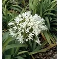 Liebesblume Schmucklilie Polar Ice - Agapanthus africanus