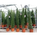 10x Mittelmeerzypresse 200 cm Säulen extra buschige Toskana Zypressen Zypresse Cupressus Semper.