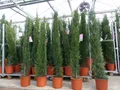 10x Mittelmeerzypresse 200 cm Säulen extra buschige Toskana Zypresse Cupressus