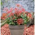 Schattenglöckchen Lavendelheide Mountain Fire 25-30cm - Pieris japonica