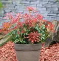 Schattenglöckchen Lavendelheide Mountain Fire 25-30cm - Pieris japonica