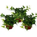 Exotenherz - 3er Set Hedera helix, Efeu, grünlaubig 9cm Topf