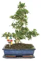 Bonsai Fukientee - Carmona microphylla - ca. 12-15 Jahre