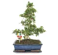 Exotenherz - Bonsai Fukientee - Carmona microphylla - ca. 12-15 Jahre