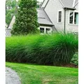 BALDUR Garten 3x Chinaschilf 'Eulalia' Chinagras, Pflanzen im 9x9 cm-Topf, Miscanthus sinensis 'Gracillimus', Ziergräser, Sichtschutz, winterharte...