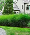 BALDUR Garten Gräser Chinaschilf 'Eulalia', 3 St., Elefantengras, winterhart, mehrjährig, pflegeleicht