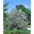 Elaeagnus Angustifolia Schmalblättrige Ölweide 80–100 cm