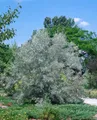 Russische Olive, Elaeagnus angustifolia C5 80-100cm, pflegeleicht