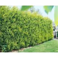 Cupressocyparis,eylandii 'Castlewellan Gold' 40-60 cm