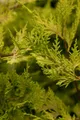 Cupressocyparis leylandii 'Castlewellan Gold', goldgelb, 40–60 cm
