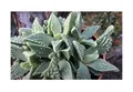 15x Faucaria tuberculosa Sukkulenten Garten Zimmer Pflanzen - Samen B1485