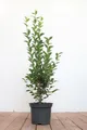 Pflanzen für Dich Gehölze Ligustrum ovalifolium, 1 St., Ovalblättriger Liguster, Gartenliguster