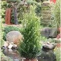 10x Chinesische Hecken Ilex 10-15cm - Ilex maximowicziana kanehirae
