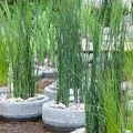 Bloomique - 6er-Set - Equisetum Japonicum - Japanischer Schachtelhalm - Teichpflanzen Winterhart - Wasserpflanzen - Zone 2-3 - Höhe 20-30 cm - Topf 9 cm