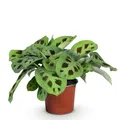 Green boutiQ - Zimmerpflanze - Maranta Fascinator Kerchoveana - Zebrapflanze - Haustierfreundliche Pflanze - Grün - 1 Pflanze - Topf 12cm - Höhe 25cm