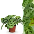 Zimmerpflanze - Maranta Fascinator Kerchoveana - 1x - ⌀12cm - ↕25cm