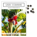 Große Essbanane Samen (Musa x paradisiaca) - Exotische Banane ideal für zu Hause