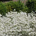 Niedriges Hornkraut - Cerastium tomentosum