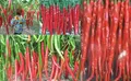 25x Riesen Chili Capsicum a. Rarität Gemüse Pflanzen - Samen A27