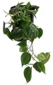 Dehner Baumfreund, Philodendron scandens, in Hydrokultur, 30-40 cm inkl. Pflanztopf, Ø Topf 15 cm, Zimmerpflanze