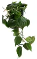 Dehner Zimmerpflanze Baumfreund, Philodendron scandens, in Hydrokultur, inkl. Wasserstandsanzeiger, fleischige, herzförmige Blätter