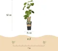 Green boutiQ - Obstbaum - Ficus caria Little miss Figgy - Feigenbaum - Winterhart - Rote Frucht - 2 Pflanzen - Topf 15cm - Höhe 50cm