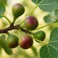 Green boutiQ - Obstbaum - Ficus caria Little miss Figgy - Feigenbaum - Winterhart - Rote Frucht - 2 Pflanzen - Topf 15cm - Höhe 50cm