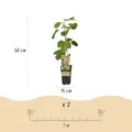 Obstpflanze Feigenbaum Ficus caria Little mis Figgy Rote Frucht ⌀15cm ↕50cm