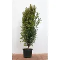 Taxus baccata 80-100 cm