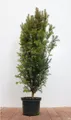 Pflanzen für Dich Konifere Taxus baccata, 1 St., Eibe, Gemeine Eibe, Europäische Eibe, immergrün, schnittverträglich