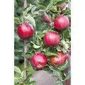 Malus Domestica Florina Apfelbaum 150-200 cm