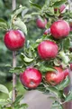 Malus domestica 'Florina', Apfelbaum, 150–200 cm