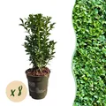 Heckenpflanzen Buxus sempervirens ⌀9cm ↕20-25cm