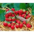 Fragaria Mara Des Bois -S- Erdbeere Aromatisch Ca. 9x9 Cm Topf