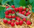 Fragaria 'Mara des Bois' -S-, Erdbeere, aromatisch, ca. 9x9 cm Topf