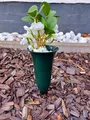 meytrade kleine Blumenvase für Friedhof Grabvase Tulpe 21cm hoch Steckvase mit Erdspieß Grabschmuck wetterfest