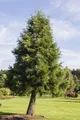 Pflanzen für Dich Konifere Sequoiadendron giganteum, 1 St., Riesenmammutbaum, Bergmammutbaum, Wellingtonie, riesig, immergrün