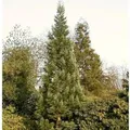 Blauer Kalifornischer Mammutbaum 80-100cm - Sequoiadendron giganteum