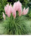 BALDUR Garten 1x Rosa Pampasgras, Pflanze im 9x9 cm-Topf, Cortaderia Ziergras, winterharte Staude, mehrjährig, pflegeleicht, Wasserbedarf gering, blühend, Cortaderia selloana rosea