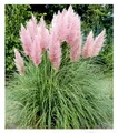 BALDUR Garten 1x Rosa Pampasgras, Pflanze im 9x9 cm-Topf, Cortaderia Ziergras, winterharte Staude, mehrjährig, pflegeleicht, Wasserbedarf gering, blühend, Cortaderia selloana rosea