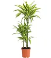 Dehner Drachenbaum Lemon Lime, dreitriebig, ca. 110-120 cm, Ø Topf 21 cm, Zimmerpflanze