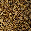 Soldatenfliegenlarven getrocknet (Hermetia illucens), für Vögel, Hühner, Igel, Reptilien, Fische (5 kg)