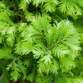 Urweltmammutbaum Chubby 40-60cm - Metasequoia glyptostroboides - lebende Gartenpflanze aus den Baumschulen