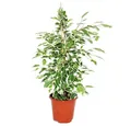 Exotenherz Zimmerpflanze Ficus benjamini "Twilight", Birkenfeige 14cm